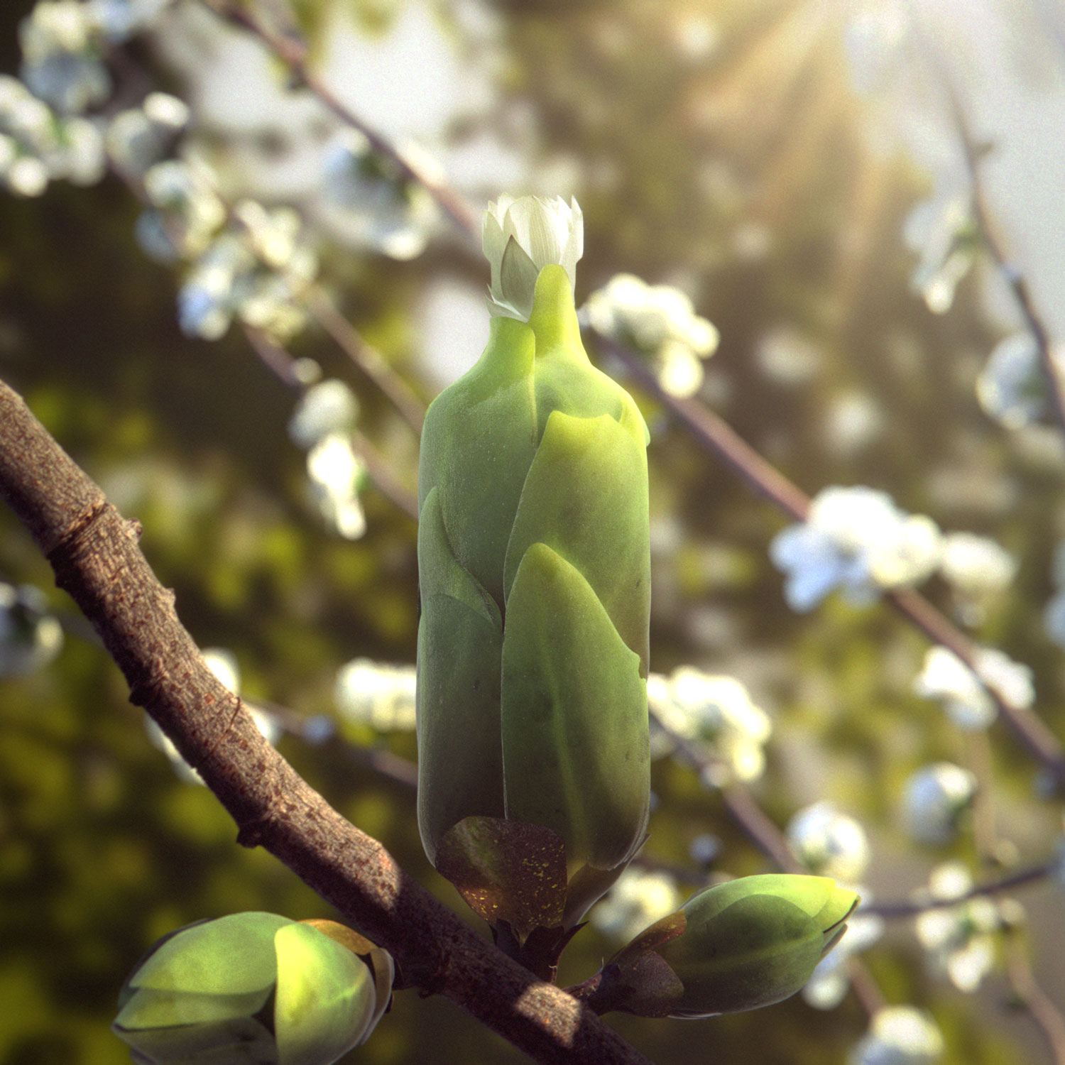 general_spring_square_v04